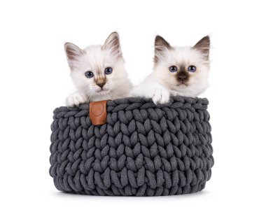 Gri örgü sepetinde oturan sevimli Kutsal Birman kedi yavruları. İkisi de kameraya bakıyor. Özel mavi gözleriyle. Beyaz bir arkaplanda izole edilmiş.