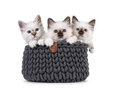 Gri örgü sepetinde oturan sevimli kutsal Birman kedileri. Hepsi cins mavi gözlerle kameraya bakıyor. Beyaz bir arkaplanda izole edilmiş.