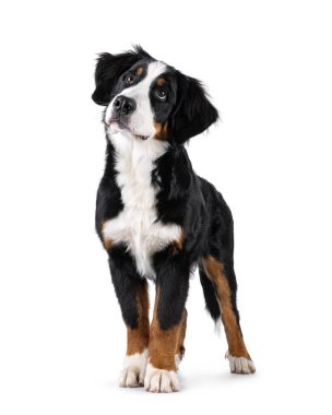 Güzel genç Berner Sennen köpeği, önüne bakıyor. Başını kaldır ve kameranın yanına bak. Beyaz bir arkaplanda izole edilmiş.