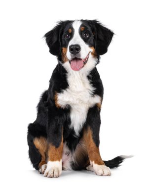 Muhteşem genç Berner Sennen köpeği, yüzü önde oturuyor. Kameranın yanına bakıyorum. Beyaz bir arka planda izole edilmiş. Ağzını aç, dilini çıkar..