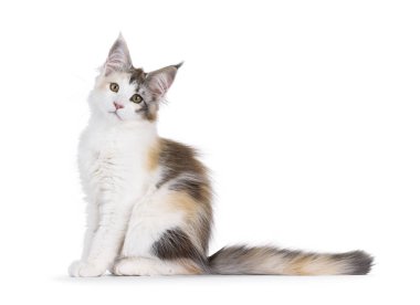 Oldukça yüksek beyaz Tortie Maine Rakun kedi yavrusu, yan yana oturuyor. Kameraya doğru bakıyorum. Beyaz bir arkaplanda izole edilmiş.