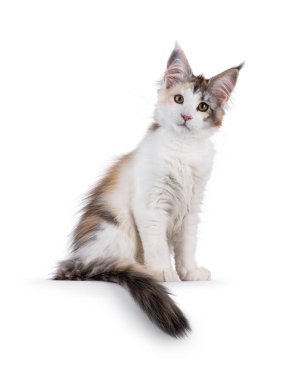 Oldukça yüksek beyaz tortie Maine Rakun kedi kedi, kenarlarda oturuyor. Kameraya doğru bakıyorum. Beyaz bir arkaplanda izole edilmiş.