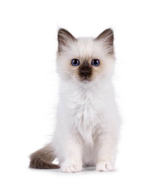 Sevimli fok yavrusu Kutsal Birman kedi yavrusu, yüzü önde oturuyor. Melez mavi gözlerle doğrudan kameraya bakıyor. Beyaz bir arkaplanda izole edilmiş.