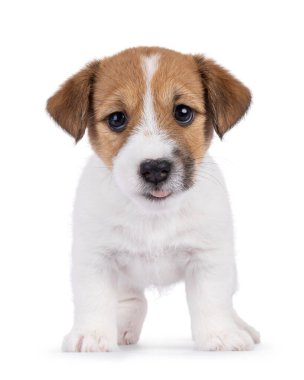 Sevimli Jack Russell köpek yavrusu, öne doğru bakıyor. Doğruca kameraya bakıp, dilini dışarı çıkarıyorsun. Beyaz bir arkaplanda izole edilmiş.
