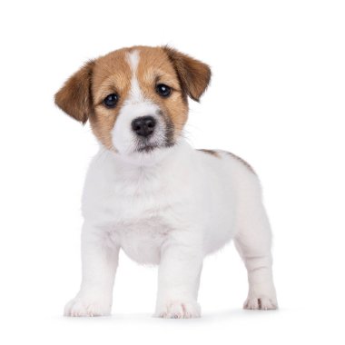 Sevimli Jack Russell köpek yavrusu, öne doğru bakıyor. Doğrudan kameraya bakıyorum. Beyaz bir arkaplanda izole edilmiş.
