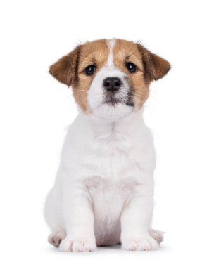 Sevimli Jack Russell köpek yavrusu, yüzü önde oturuyor. Doğrudan kameraya bakıyorum. Beyaz bir arkaplanda izole edilmiş.