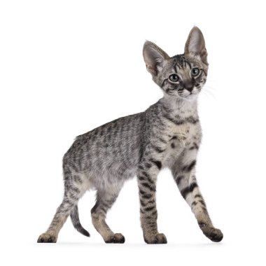 Şirin Savannah kedi yavrusu, ayakta ya da yan yana yürüyor. Kameraya doğru bakıyorum. Beyaz bir arkaplanda izole edilmiş.