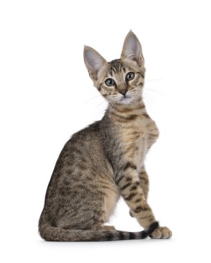 Güzel, sıcak tonlu Savannah kedi yavrusu, tek pençesiyle yan yana oturuyor. Doğruca yeşil gözlerle kameraya bakıyor. Beyaz bir arkaplanda izole edilmiş.