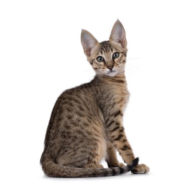 Beyaz arka planda Savannah kedisi