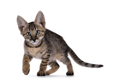 Muhteşem siyah tekir kedicik, lense doğru yürüyor. Büyüleyici yeşil gözlerle kameraya doğru bakıyor. Beyaz bir arkaplanda izole edilmiş.