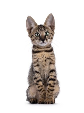 Muhteşem siyah tekir kedicik, yüzünü öne dönük duruyor. Büyüleyici yeşil gözlerle kameraya doğru bakıyor. Beyaz bir arkaplanda izole edilmiş.