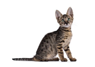 Muhteşem siyah tekir kedicik, yan yana duruyor. Büyüleyici yeşil gözlerle kameraya doğru bakıyor. Beyaz bir arkaplanda izole edilmiş.