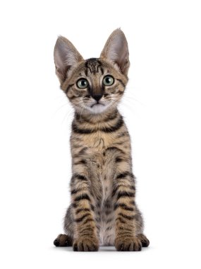 Muhteşem siyah tekir kedicik, yüzünü öne dönük duruyor. Büyüleyici yeşil gözlerle kameraya doğru bakıyor. Beyaz bir arkaplanda izole edilmiş.