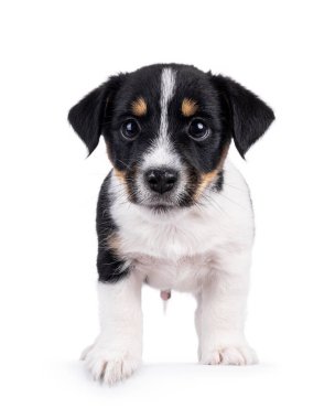 Sevimli ve tatlı Jack Russell köpek yavrusu, ön tarafa bakıyor. Kameraya doğru bakıyorum. Beyaz bir arkaplanda izole edilmiş.