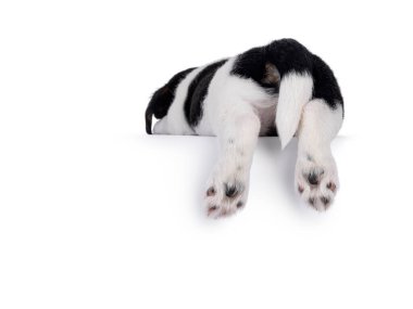 Back side of sleepingJack Russell dog puppy butt hanging over edge. Isolated on a white background.