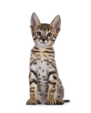 Çok tatlı, Savannah kedisi kedi yavrusu, yüzü önde oturuyor. Objektife bakıyorum. Beyaz bir arkaplanda izole edilmiş.