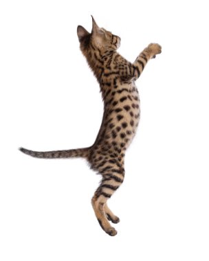Şirin Savannah kedisi, ayakta ve yan yana zıplıyor. Kameraya bakmıyorum. Beyaz bir arkaplanda izole edilmiş.