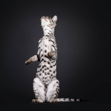 Genç, güzel, gümüş bir Savannah kedisi, ön tarafta oturuyor. Yukarı ve kameradan uzağa bakıyor. Siyah bir arkaplanda izole edilmiş.