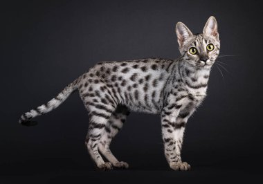 Güzel, genç, gümüş bir Savannah kedisi, yan yana duruyor. Kameraya doğru bakıyorum. Siyah bir arkaplanda izole edilmiş.