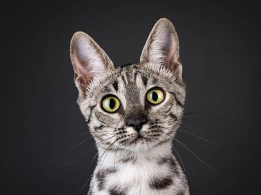 Genç ve güzel, gümüş renkli Savannah kedisinin kafasından. Kameraya doğru bakıyorum. Siyah bir arkaplanda izole edilmiş.