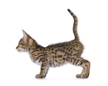 Cute baby Savannah cat kitten, standing side ways with butt up. Looking straight ahead showing profile. Isolated on a white background.
