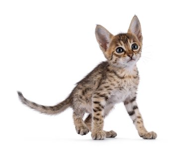 Minik Savannah kedi yavrusu, yan yana yürüyor. Kameranın yanına büyük bir tavırla bakıyor. Beyaz bir arkaplanda izole edilmiş.