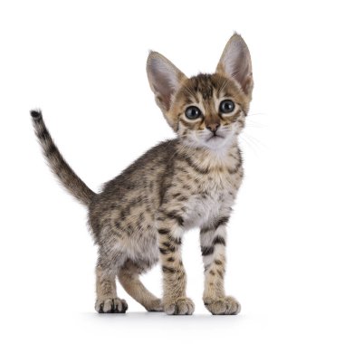 Minik Savannah kedi yavrusu, önüne bakıyor. Kameraya doğru büyük bir tavırla bakıyor. Beyaz bir arkaplanda izole edilmiş.