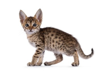 Minik Savannah kedi yavrusu, ayakta ya da yan yolda yürüyor. Kameraya doğru büyük bir tavırla bakıyor. Beyaz bir arkaplanda izole edilmiş.