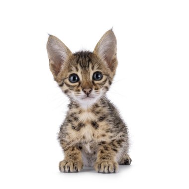 Sevimli Savannah kedi yavrusu, yüzükoyun uzanıyor. İfade dolu bir yüzle doğrudan kameraya bakıyor. Beyaz bir arkaplanda izole edilmiş.