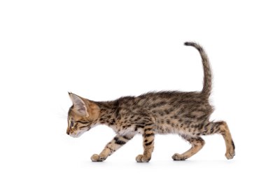 Sevimli Savannah kedi yavrusu, yan yana yürüyor. Profil ve şablon gösteriyor. Beyaz bir arkaplanda izole edilmiş.