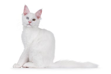 Şaşırtıcı beyaz gözlü Rakun kedi yavrusu yan yana oturuyor. Doğrudan kameraya bakıyorum. Beyaz bir arkaplanda izole edilmiş.