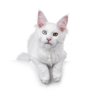 Şaşırtıcı beyaz gözlü Rakun kedi yavrusu, yüzükoyun yatıyordu. Doğrudan kameraya bakıyorum. Beyaz bir arkaplanda izole edilmiş.