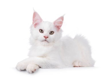 Şirin, sert, beyaz Maine Rakunu kedi yavrusu. Pençeleri çaprazlanmış bir şekilde yan yatıyordu. Kameraya doğru bakıyorum. Beyaz bir arkaplanda izole edilmiş.