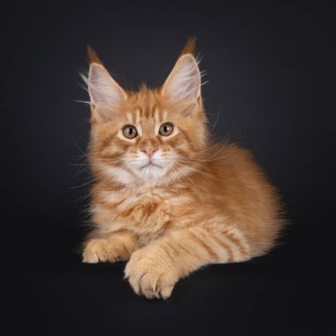 Etkileyici kırmızı Maine Rakun kedi yavrusu, yüz üstü yere yatmış. Küçük bir aslan gibi kameraya bakıyorsun. Siyah arkaplanda izole.