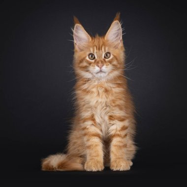 Etkileyici kırmızı Maine Rakun kedi yavrusu, yüzü önde oturuyor. Küçük bir aslan gibi kameraya bakıyorsun. Siyah arkaplanda izole.