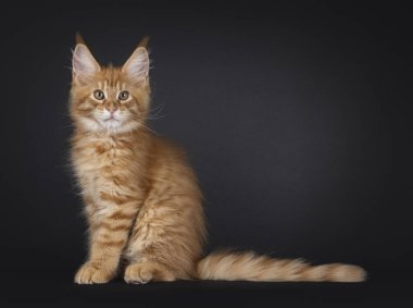 Etkileyici kırmızı Maine Rakun kedi yavrusu, yan yana oturuyor. Küçük bir aslan gibi kameraya bakıyorsun. Siyah arkaplanda izole.