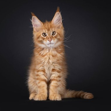 Etkileyici kırmızı Maine Rakun kedi yavrusu, yüzü önde oturuyor. Küçük bir aslan gibi kameraya bakıyorsun. Siyah arkaplanda izole.