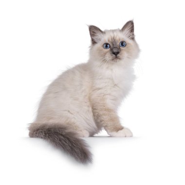 Yakışıklı Kutsal Birman kedi yavrusu, kenarlarda oturuyor. Cins, tipik mavi gözlerle kameraya bakıyor. Beyaz bir arkaplanda izole edilmiş.