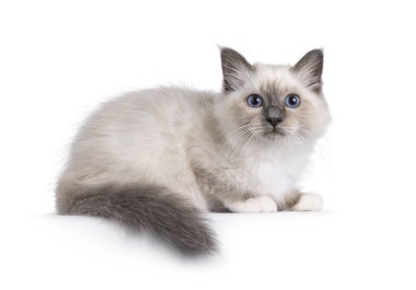 Yakışıklı kutsal kuş kedi yavrusu, yan yana yatıyor. Cins, tipik mavi gözlerle kameraya bakıyor. Beyaz bir arkaplanda izole edilmiş.