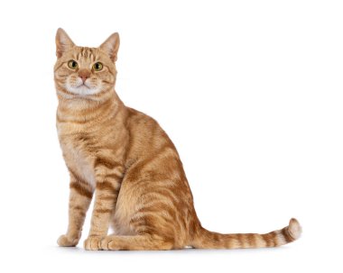 Charismatic red European Shorthair cat, sitting up side ways. Looking curious straight to camera. Isolated on a white background.