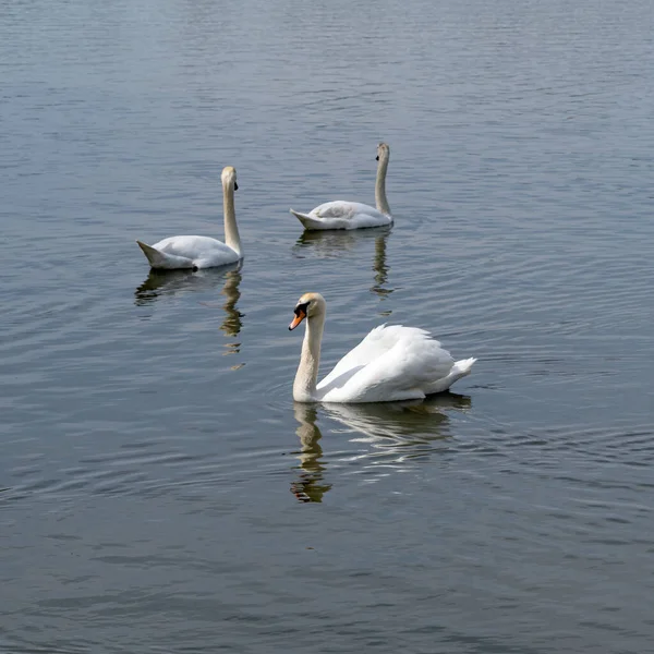 Moravsky Krumlov附近的Tyn池塘和三只天鹅 — 图库照片