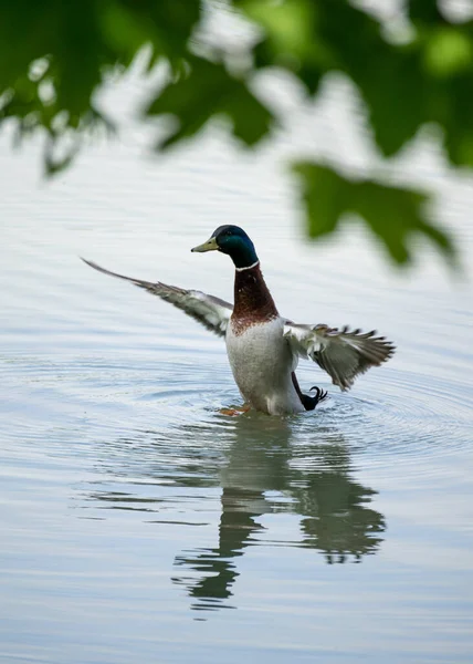一只准备放飞Tovacov池塘的鸭子 — 图库照片