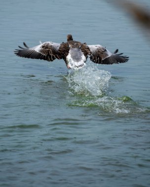 Vahşi Kaz göletten havalanıyor