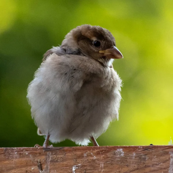 Fluffy Sparrow Sitting Fence — Stock Photo, Image