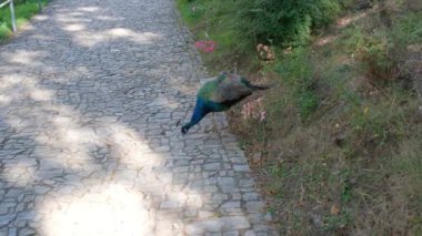 Tavus kuşu taş kaldırımda yürüyor.