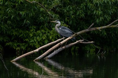 Kırmızı balıkçıl (Ardea purpurea) bir ağaç dalında oturur ve izler.