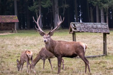 A fallow-deer with his family in Nature Park clipart