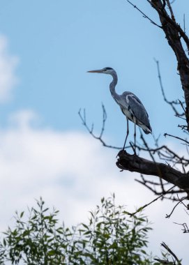Ağaç dalında oturan gri balıkçıl.