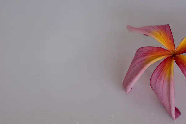 Pembe renk plumeria ya da frangipani, beyaz arka planda izole edilmiş pembe frangipani çiçeği