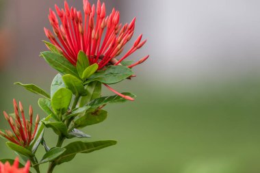 Turuncu Ashoka çiçeklerinin (Saraca asoca) ya da ixora javanica